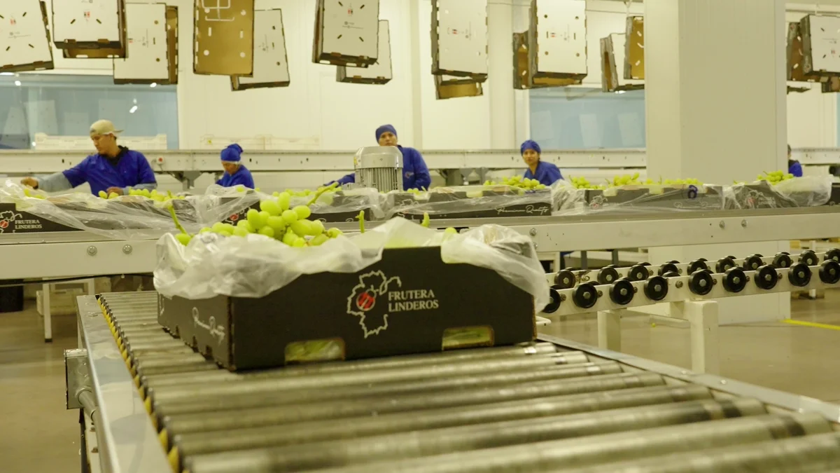 Equipo de Frutera Linderos seleccionando y empacando uvas en nuestra planta.